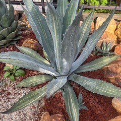 
アガベ　アメリカーナ　縞斑
