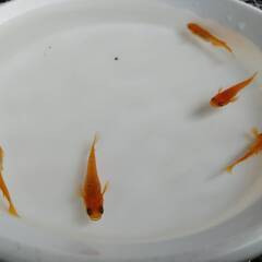 紅帝ラメ　成魚　めだか　５匹