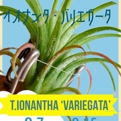 【本日出品終了】Tillandsia ionantha  ‘Va...