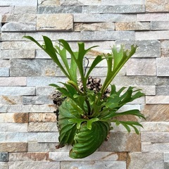 P.ridleyi wild_リドレイ ワイルド◇ ビカクシダ - ガーデニング 