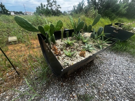 ユニークなドラム缶プランター - サボテン付き！