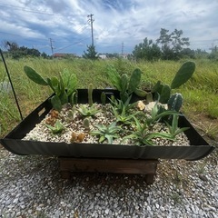 ユニークなドラム缶プランター - サボテン付き！