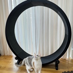 キャットホイール キャットトラック エクササイズホイール