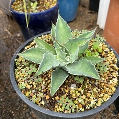 オバティフォリア　直径約80cm オバティフォリア陶器鉢ごとお渡し