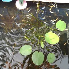 あと8時間90cm大型水槽