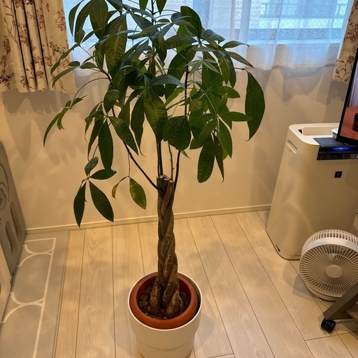 観葉植物 パキラ