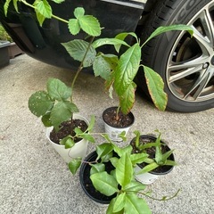 食べれる植物達(^^)