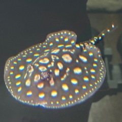 ダイヤモンドポルカベビー♂