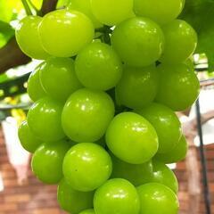 高級ぶどう🍇マスカサーティーン　宇都宮市住宅街