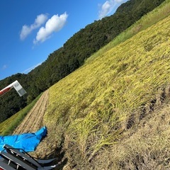 令和６年度　尾道産　減農薬　コシヒカリ　　　　　