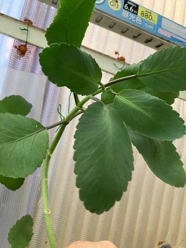 は