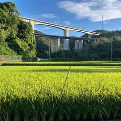 【2024年（令和６年）新米】ため池の水で育てた　キヌヒカリ　和...