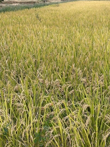 令和6年度産栃木県産コシヒカリ 玄米 30kg