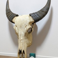 バッファロースカル　牛頭蓋骨　壁掛け彫像　カウボーイ　アメカジ　本物 値下げしました！バッファロースカル 牛頭蓋骨 壁掛け彫像 カウボーイ