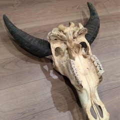 バッファロー スカル