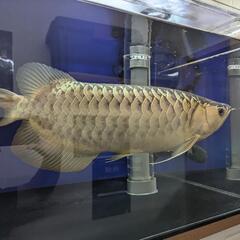 アロワナ　1匹