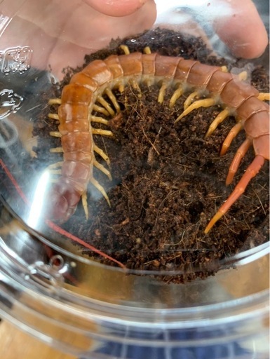 お値段相談是非！【アルビノ】ベトナムオオムカデ