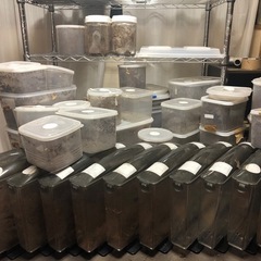 最終出品！ヘラクレス幼虫➕飼育用品大量出品！！