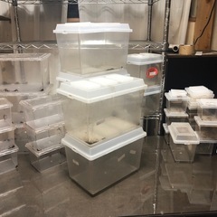 最終出品！ヘラクレス幼虫➕飼育用品大量出品！！