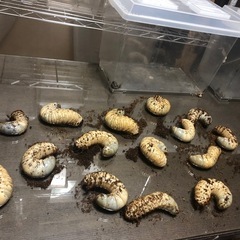 最終出品！ヘラクレス幼虫➕飼育用品大量出品！！