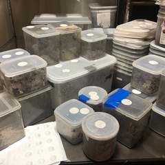 最終出品！ヘラクレス幼虫➕飼育用品大量出品！！