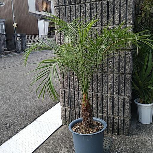 フェニックスロベレニー（鉢付き）
