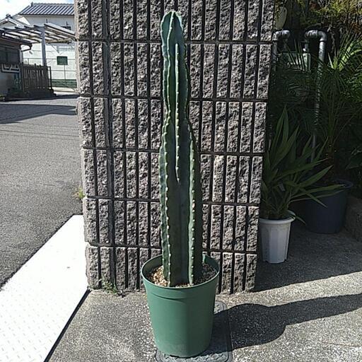 柱サボテン（鉢付き）