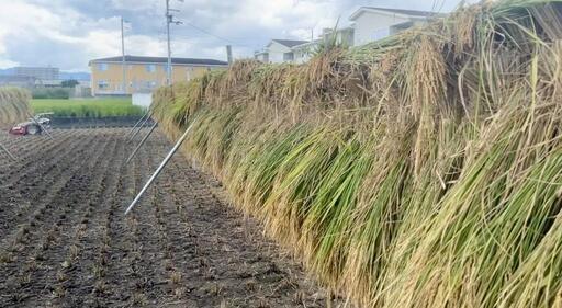 残1袋　令和5年度　コシヒカリ　無農薬　天日干し　米　玄米　30キロ