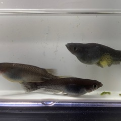 オロチメダカ　めだか　成魚　３匹　オス１メス２　現物