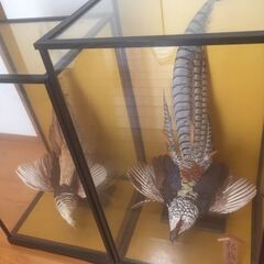 美品】キジの剥製ケース付き