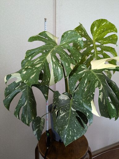 モンステラ デリシオーサ タイコンステレーション 斑入り Monstera Thai Constellation Variegata 3