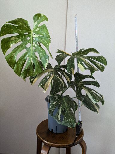 モンステラ デリシオーサ タイコンステレーション 斑入り Monstera Thai Constellation Variegata 3