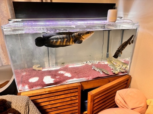 熱帯魚