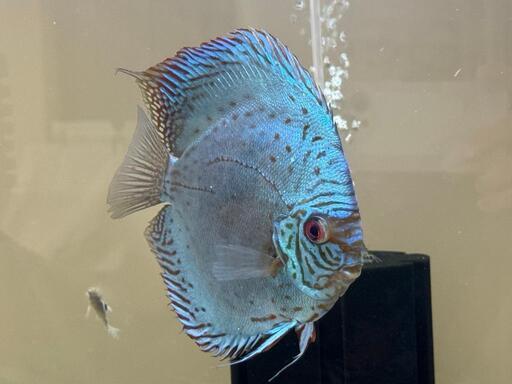 ディスカス　セルーリア　成魚(14~15㎝)　恐らくオス
