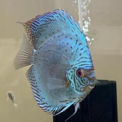 ディスカス　セルーリア　成魚(14~15㎝)　恐らくオス ディスカス セルーリア 成魚(14~15㎝) 恐らくオス