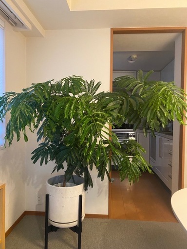 エバーフレッシュ エバーフレッシュ 観葉植物 室内用 超大型