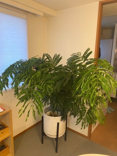 エバーフレッシュ