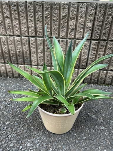 アガベベネズエラ①