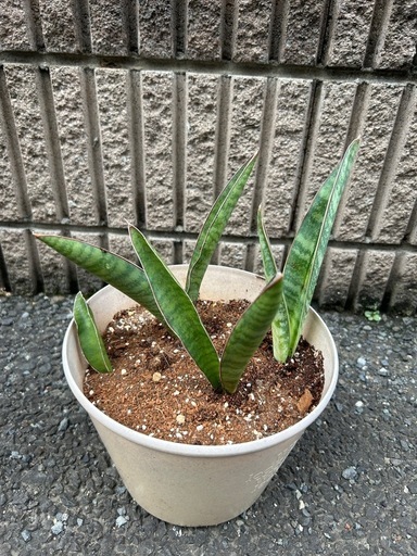 サンスベリア
