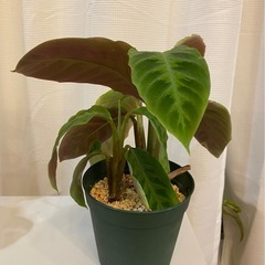 植物:カラテア・バルセビッチ 28cm