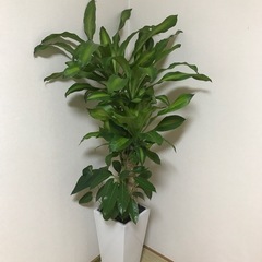 9/17.18取引き可能な方値下げ価格❣️観葉植物寄せ植え🌿