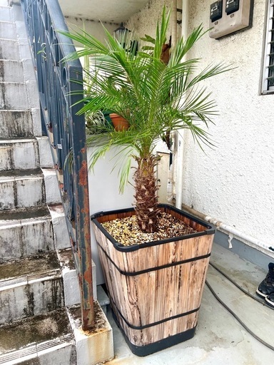 [植物売ります] フェニックスロベレニー