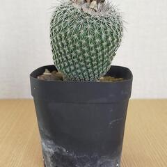 エピテランサ　かぐや姫　サボテン　観葉植物