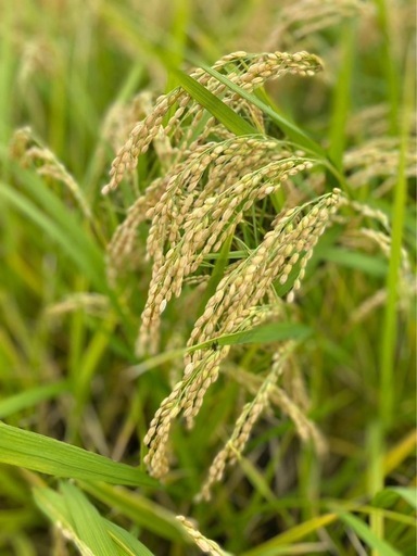 令和5年度産　ひのひかり　玄米　30kg  ヒノヒカリ　お米\n