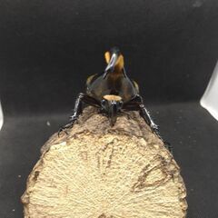 ヘラクレスオオカブトムシ♂♀ペア9-5
