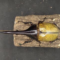 ヘラクレスオオカブトムシ♂♀ペア9-5