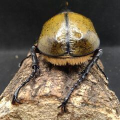 ヘラクレスオオカブトムシ♂♀ペア9-5