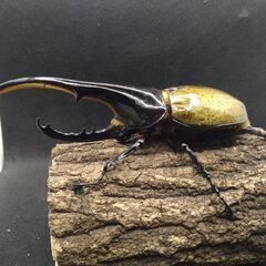 ヘラクレスオオカブトムシ♂♀ペア9-5