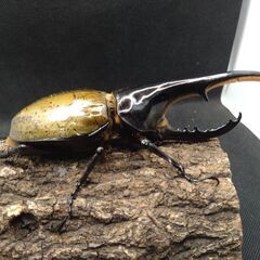 ヘラクレスオオカブトムシ♂♀ペア9-5