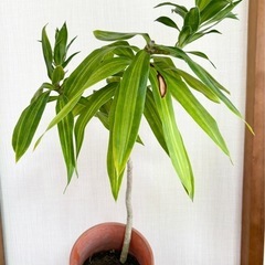 即戦力！！1メートル超ドラセナ セット(アメリカーナも？)